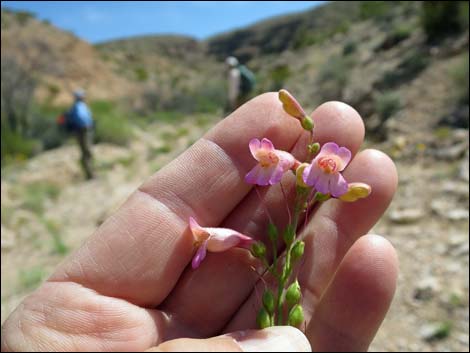 Rosy Pinto Penstemon (Penstemon bicolor var. roseus)