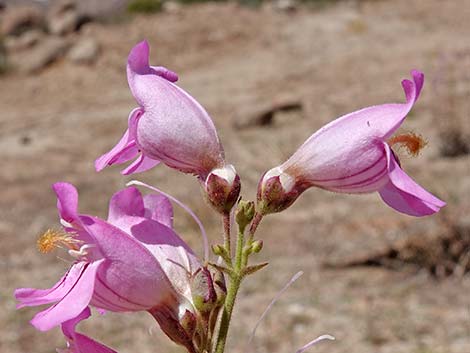 Palmer's Penstemon (Penstemon palmeri)