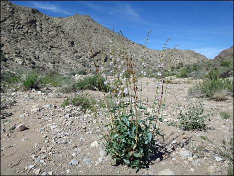 Palmer's Penstemon (Penstemon palmeri)