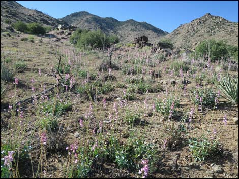 Palmer's Penstemon (Penstemon palmeri)