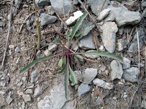 Bridge Penstemon (Penstemon rostriflorus)