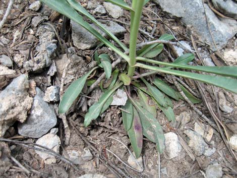 Bridge Penstemon (Penstemon rostriflorus)