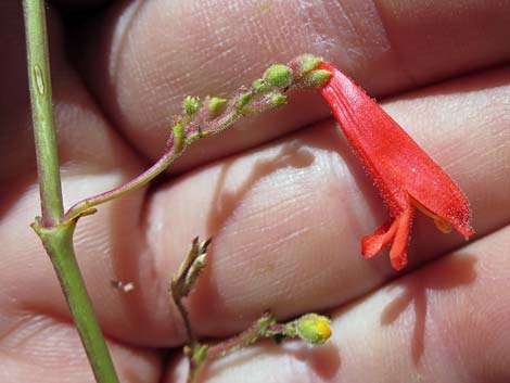 Bridge Penstemon (Penstemon rostriflorus)