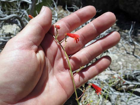 Bridge Penstemon (Penstemon rostriflorus)