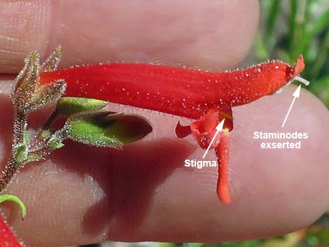 Bridge Penstemon (Penstemon rostriflorus)