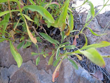 Bridge Penstemon (Penstemon rostriflorus)