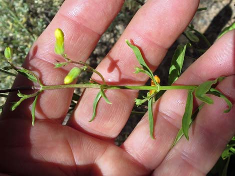 Bridge Penstemon (Penstemon rostriflorus)