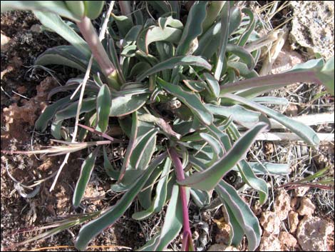 Utah Firecracker (Penstemon utahensis)