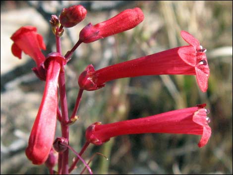 Utah Firecracker (Penstemon utahensis)