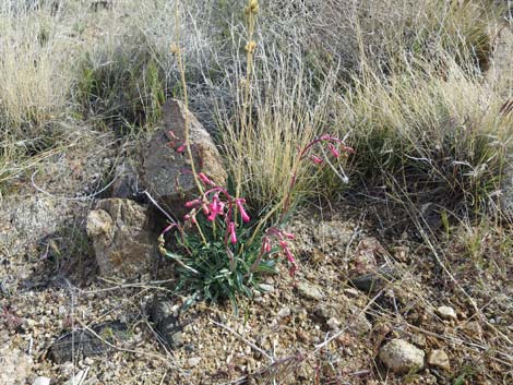 Utah Firecracker (Penstemon utahensis)