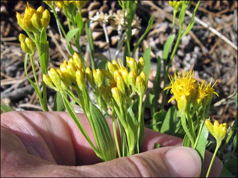 Rock Goldenrod (Petradoria pumila ssp. pumila)