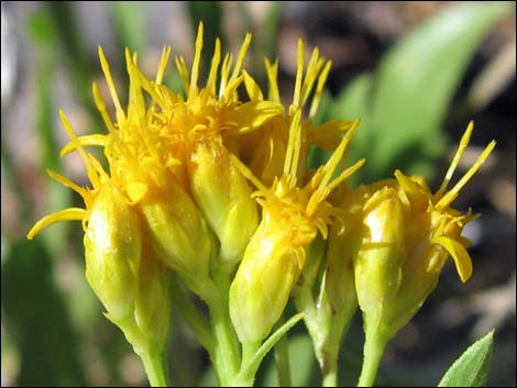 Rock Goldenrod (Petradoria pumila ssp. pumila)