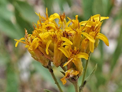 Rock Goldenrod (Petradoria pumila ssp. pumila)