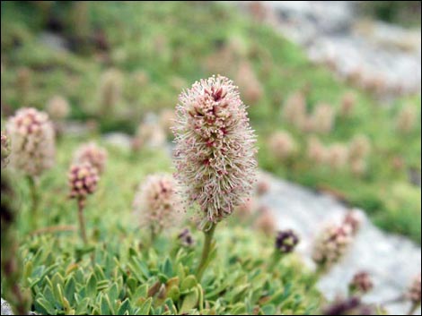 Mat Rockspirea (Petrophyton caespitosum)