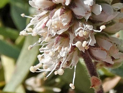 Mat Rockspirea (Petrophyton caespitosum)