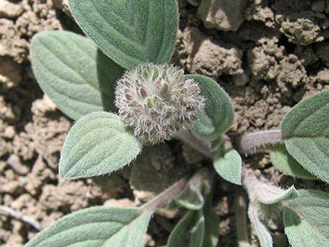 Charleston Phacelia (Phacelia hastata var. charlestonensis)