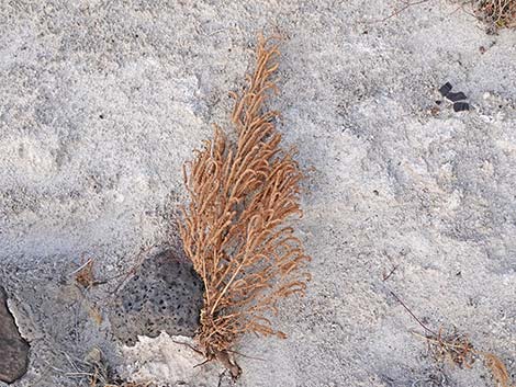 Palmer's Phacelia (Phacelia palmeri)