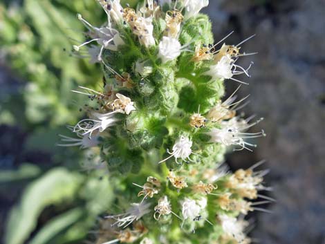 Palmer's Phacelia (Phacelia palmeri)