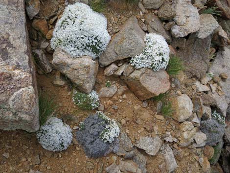 Mountain Phlox (Phlox austromontana)