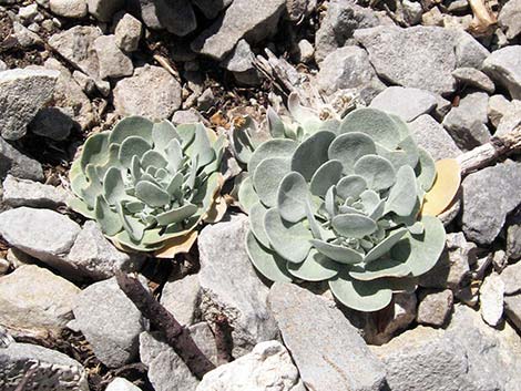 Chambers' Twinpod (Physaria chambersii)