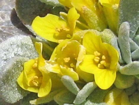 Chambers' Twinpod (Physaria chambersii)