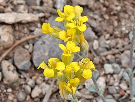 Chambers' Twinpod (Physaria chambersii)