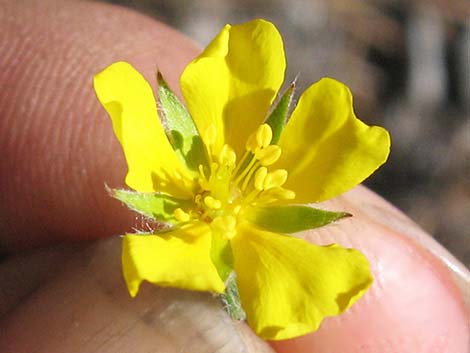 Woolly Cinquefoil (Potentilla hippiana)