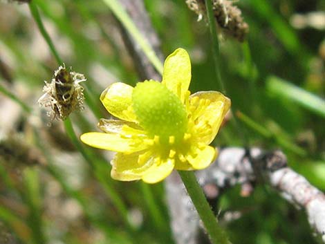 Alkali Buttercup (Ranunculus cymbalaria)