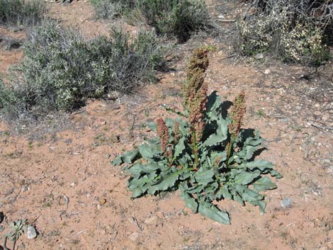 Wild Rhubarb (Rumex hymenosepalus)