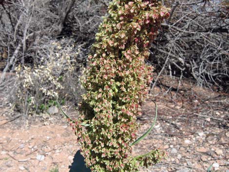 Wild Rhubarb (Rumex hymenosepalus)