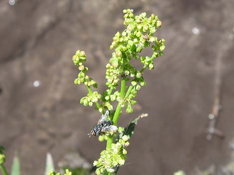 Willow Dock (Rumex salicifolius)