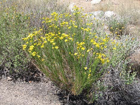 Smooth Threadleaf Ragwort (Senecio flaccidus var. monoensis)