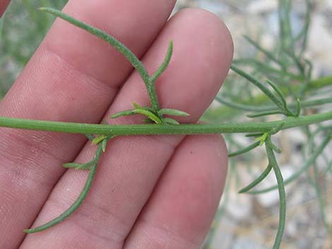 Smooth Threadleaf Ragwort (Senecio flaccidus var. monoensis)