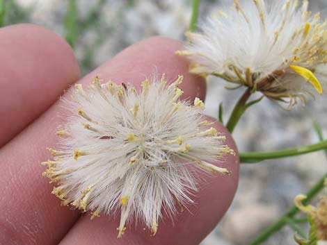 Smooth Threadleaf Ragwort (Senecio flaccidus var. monoensis)