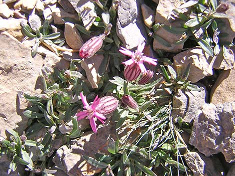 Clokey Catchfly (Silene clokeyi)