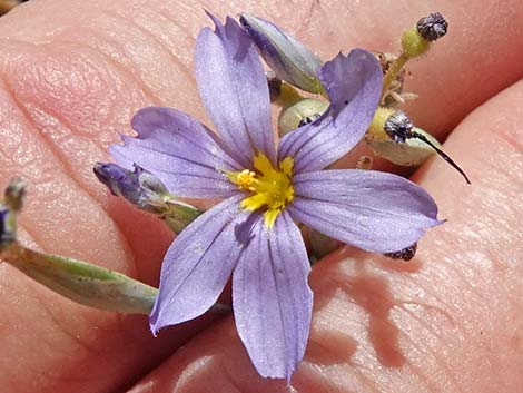 Stiff Blue-eyed Grass (Sisyrinchium demissum)