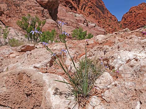 Stiff Blue-eyed Grass (Sisyrinchium demissum)