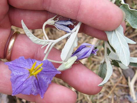 Silverleaf Nightshade (Solanum elaeagnifolium)