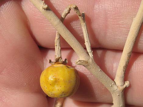 Silverleaf Nightshade (Solanum elaeagnifolium)