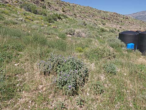 Silverleaf Nightshade (Solanum elaeagnifolium)