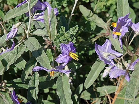 Silverleaf Nightshade (Solanum elaeagnifolium)