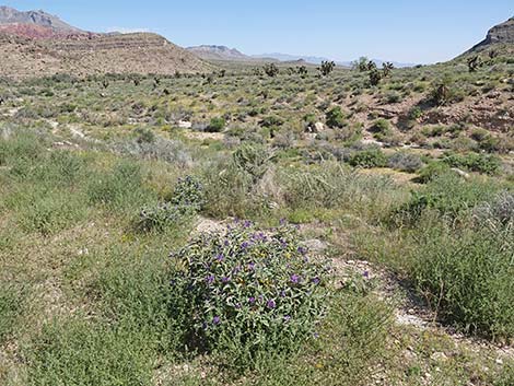 Silverleaf Nightshade (Solanum elaeagnifolium)