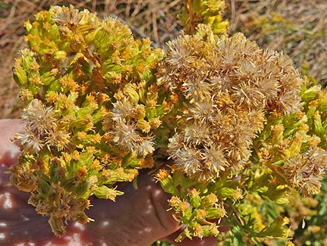 Nevada Goldenrod (Solidago spectabilis var spectabilis)