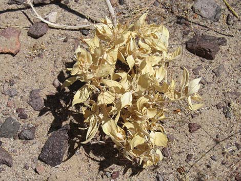 Annual Stillingia (Stillingia spinulosa)