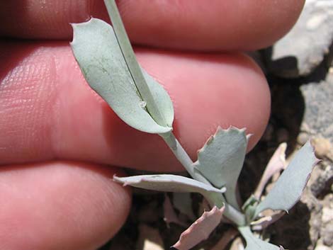 Heartleaf Twistflower (Streptanthus cordatus)