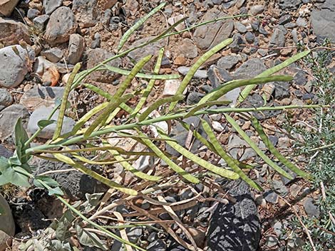 Heartleaf Twistflower (Streptanthus cordatus)