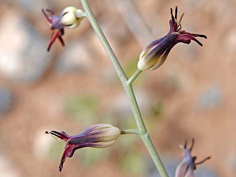 Heartleaf Twistflower (Streptanthus cordatus)