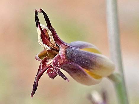 Heartleaf Twistflower (Streptanthus cordatus)