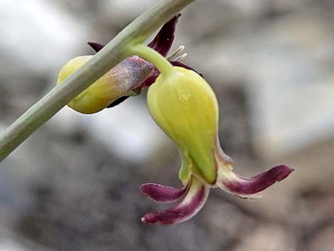 Heartleaf Twistflower (Streptanthus cordatus)