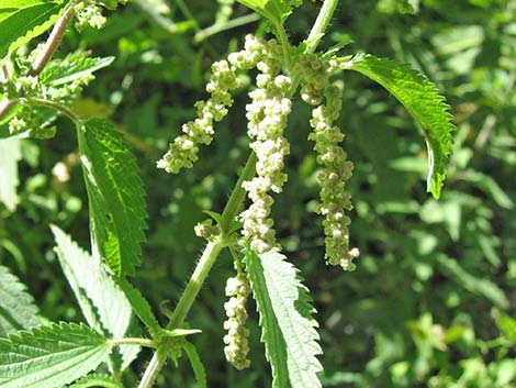 Stinging Nettle (Urtica dioica spp. holosericea)